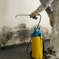 How much mold is too much mold in a house?